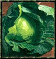 
Cabbage 
